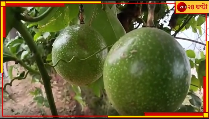 Passion Fruit in Malda: অবাককান্ড হলেও সত্যি, অস্ট্রেলিয়ার ফল ফলছে মালদায়