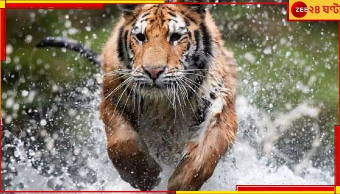 Sundarbans: মাছ ধরতে গিয়েছিলেন, বাঘ এসে টেনে নিয়ে গেল মৎস্যজীবীকে...