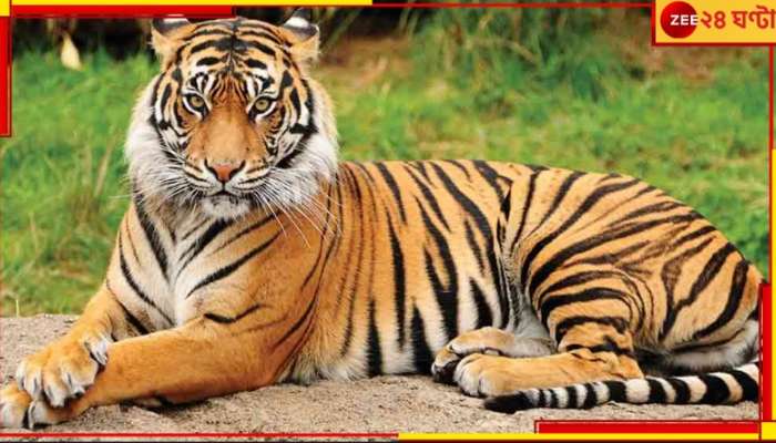 Sundarbans: বাংলাদেশের খালে রয়্যাল বেঙ্গল টাইগারের দেহ! কীভাবে মৃত্যু দক্ষিণরায়ের?