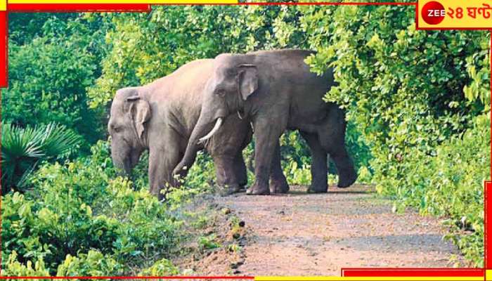 Bankura: আলুর জমি থেকে হাতি তাড়াতে গিয়ে হাতির হানায় আহত তিন চাষি...