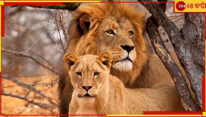 Bengal Safari Park: সিংহ আকবর, সিংহী সীতা, নাম পালটাতে হাইকোর্টে বিশ্ব হিন্দু পরিষদ!