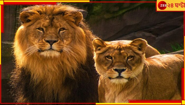Bengal Safari Park: &#039;বন্যপ্রাণীর নাম নিয়ে নোংরা রাজনীতি&#039;! বিশ্ব হিন্দু পরিষদকে পাল্টা বীরবাহার
