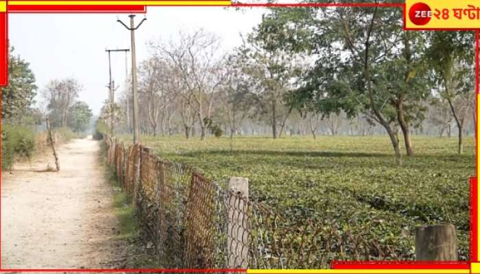 Siliguri: ত্রিহানায় কাদের হানা? মালিক থেকে শ্রমিক সকলে চাইলেও কেন খুলছে না চা-বাগান?