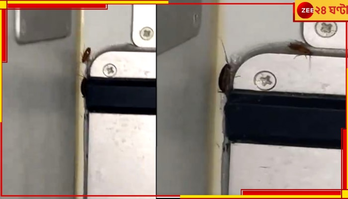 Cockroach in Flight: বিমানের ফুড এরিয়াতে ঘুরছে আরশোলা, ভিডিয়ো ভাইরাল হতেই নড়েচড়ে বসল বিমান সংস্থা