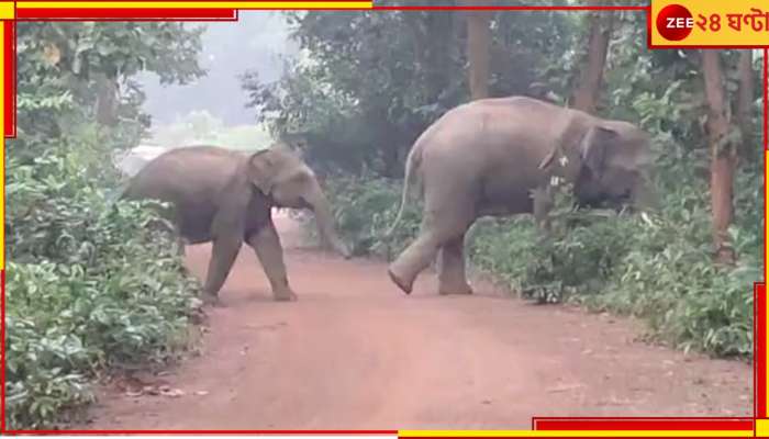 Bankura News: হাতির হানায় একরের পর একর জমির ফসল নষ্ট! মিলছে না উপযুক্ত ক্ষতিপূরণও