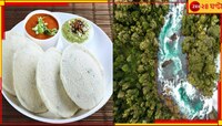 ইডলি খান! জানেন, পরিবেশের কী ভয়ংকর ক্ষতি আপনি করছেন?