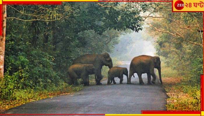 Siliguri: বাংলাদেশের পরে এবার লোকালয়ে ঘুরে বেড়াচ্ছে হাতির দল...