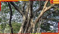অশ্বত্থ গাছের মগডালে চড়ে বসলেন এক মহিলা! কেন?