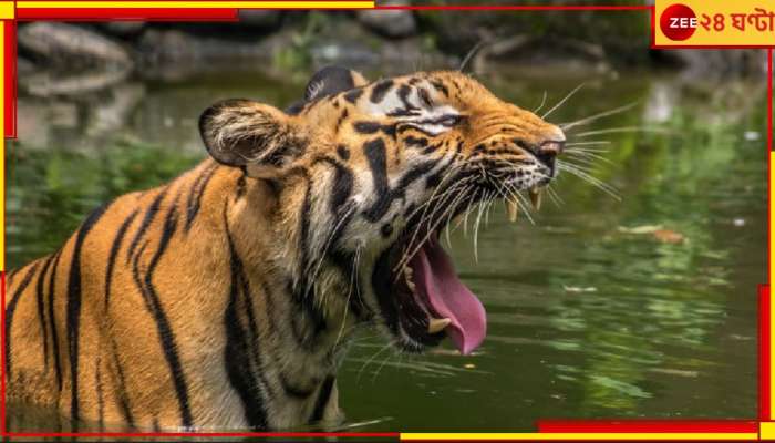 Canning: বন্ধুরা তাঁকে বাঘের মুখ থেকে ফেরাতে পারলেও মৃত্যুর মুখ থেকে ফেরাতে পারলেন না! 