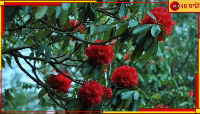 Rhododendron Blooms Early: পাহাড় ছেয়েছে রডোডেনড্রনে! ভয়ংকর দুর্যোগের ইঙ্গিত পাচ্ছেন পরিবেশবিদরা...