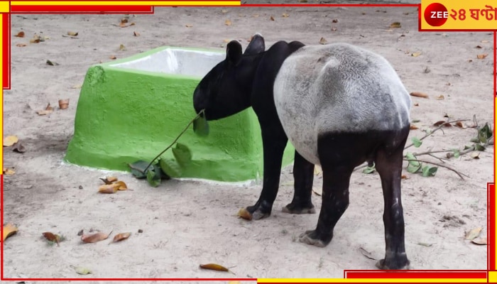 Alipore Zoo: বিরল দর্শন চারপেয়ে আলিপুর চিড়িয়াখানায়, বিলুপ্তপ্রায় যে প্রাণী বিশ্বে হাতে গোনা!