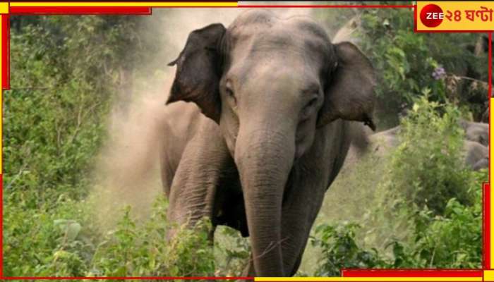 Elephant Attack: ঘন অন্ধকার, হঠাৎই সামনে কালো পাহাড়ের মতো দাঁতাল...