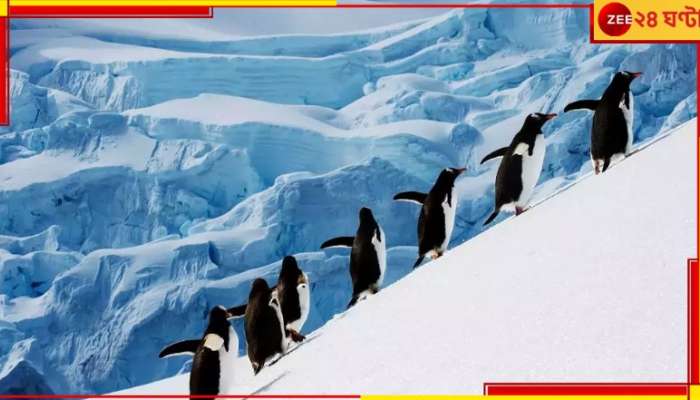 Penguin Post Office: সারাদিন ধরে শুধু পেঙ্গুইন গুনে যেতে হবে, এটাই চাকরি! করবেন?