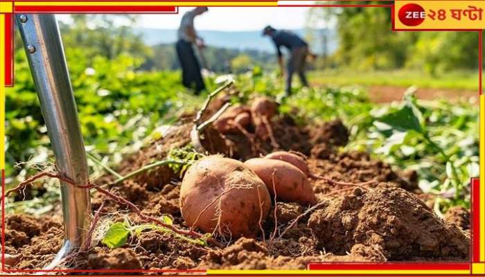 Potato Farming Disrupted: মাথায় হাত কৃষকদের! অসময়ের বৃষ্টিতে মুখ থুবড়ে পড়ল আলুচাষ...