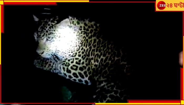 Cheeta| Malbazar: ছাগল খেতে আসাই কাল হল, খাঁচায় পড়ে গেল চিতাবাঘ