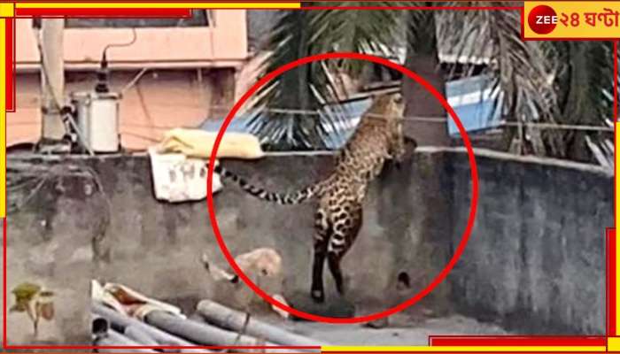 Leopard Attack: দিল্লিতে ঘরে ঢুকে পড়ল চিতাবাঘ! ৫ জনকে আক্রমণ, ভয়ংকর কাণ্ড...