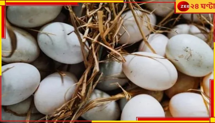 Cobra eats 8 Eggs: এই ভয়ংকর গরমে আটটা হাঁসের ডিম সাবাড়! একটু পরেই মুখ দিয়ে বেরিয়ে এল একটার পর একটা...