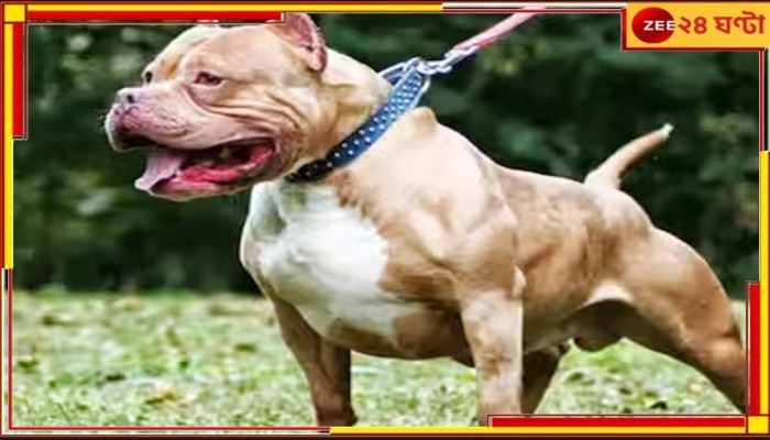 Government Order | Canine Breed: পিটবুল-ম্যাস্টিফ এখনই নিষিদ্ধ নয়, সরকারি নির্দেশিকা উলটে দিল হাইকোর্ট 