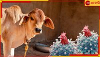 এবার গরুর দুধেও বার্ড ফ্লু-র ভাইরাস! ফের কি আসছে নতুন মহামারি? আতঙ্কের আবহ সারা বিশ্