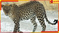 দক্ষিণ হাঁসখালি খেরবাড়ি ক্যাম্পে চা-বাগান এলাকায় ফের খাঁচাবন্দি চিতাবাঘ...