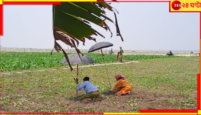 Jalpaiguri: তীব্র দাবদাহে নষ্ট হচ্ছে বিঘের পর বিঘে ফসল! শিয়রে খরা‌-পরিস্থিতি?