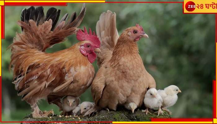 Chicken Fat: মুরগির মাংস শুধু খাওয়ার জন্য নয়, চর্বির তেলে জ্বলবে এলইডি লাইট-ও! Chicken Fat: মুরগির মাংস শুধু খাওয়ার জন্য নয়, চর্বির তেলে জ্বলবে এলইডি লাইট-ও!