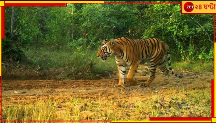 Maharashtra: উফ! ভয়ংকর গতিতে ছুটে আসা গাড়ি ধাক্কা দিল বাঘটিকে! কোমর-ভাঙা পশুটি কি বাঁচবে?