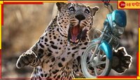 চলন্ত বাইকের উপর ঝাঁপিয়ে পড়ল চিতাবাঘ, নখ বসিয়ে দিল...