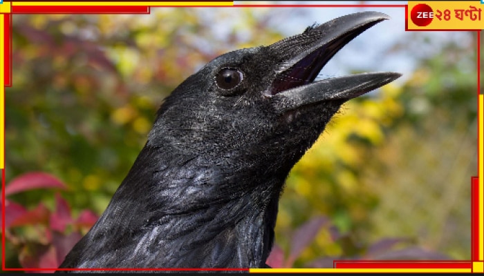 Crows Can Count: &#039;শ্রীকাকেশ্বর কুচকুচে&#039; মোটেই কল্পনা নয়! সত্যিই কাক অঙ্ক জানে, যথেষ্ট স্মার্ট ও বুদ্ধিমানও সে...