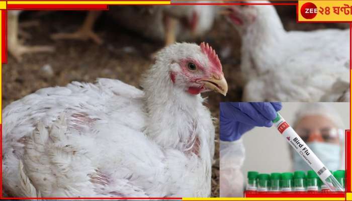 Bird Flu: রাজ্যে ছড়াচ্ছে বার্ড ফ্লু সংক্রমণ? ডিম-চিকেন কি খাওয়া যাবে? কী বললেন স্বাস্থ্যকর্তা...