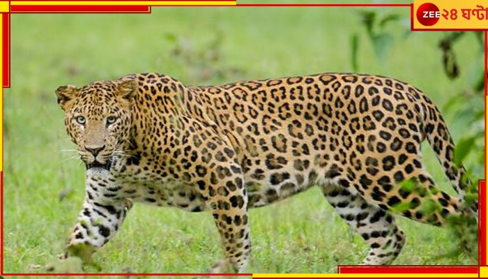 Leopard: রাত নামলেই আতঙ্ক! গুটিগুটি পায়ে শহরে ঢুকছে জোড়া চিতাবাঘ! দেখুন ভিডিয়ো...