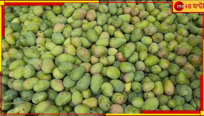 Maldaha Himsagar Mango: মালদার হিমসাগর নিয়ে বড় খবর! ১৩০০ কেজি আম...