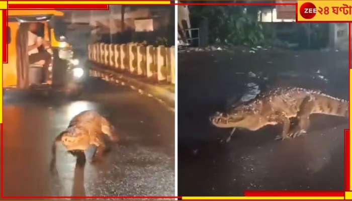 Crocodile | Viral Video: OMG! থপথপিয়ে রাস্তায় হেঁটে বেড়াচ্ছে বিশাল কুমির, আতঙ্কে কাঁটা সবাই...