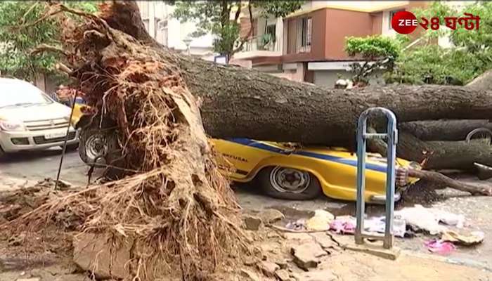 A tree fell on a car on Harish Mukherjee Road