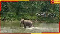নদীর জল বাড়ছে, স্রোতে আটকে জঙ্গলে ফিরতে পারছে না হাতি...