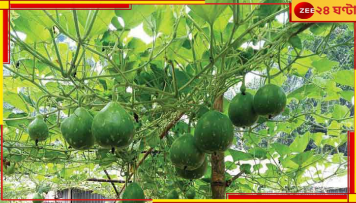 Bangladesh: কচি লাউপাতা তুলতে গিয়ে, সোজা খোলা পায়খানায়, মৃ্ত ৩...