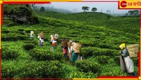 চা বাগানে অমানবিক অত্যাচারের শিকার নাবালিকা, ধৃত ৪ নাবালক-সহ প্রেমিক