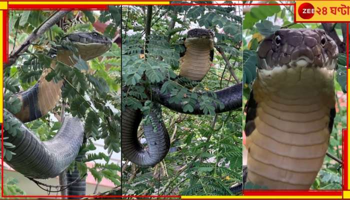 12ft King Cobra Viral Video: হাড়হিম ভিডিয়ো, বাড়ির বাগানে ঝুলছে ১২ ফিটের কিং কোবরা! তেড়ে এল ফণা উঁচিয়ে...