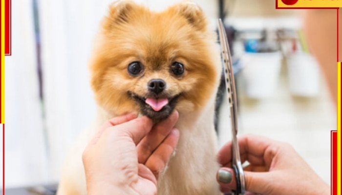 Pet Centre: শহরে পোষ্যদের জন্যও এবার  সুইমিং পুল, স্পা, ক্যাফে!