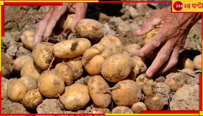 Potato Strike:মধ্যবিত্তের স্বস্তি, উঠল আলু ব্যবসায়ীদের ধর্মঘট, জোগান স্বাভাবিক হবে কবে? 