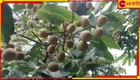 থাইল্যান্ডের লঙ্গন এখন বাংলার মাটিতে! কাঠলিচু, না আঁশফল? ধন্দে এলাকাবাসী...