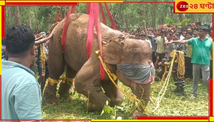 Elephant Death: পিঠে জ্বলন্ত রড, হাতির মৃত্যু ঘিরে উত্তাল ঝাড়গ্রাম, বীরবাহা হাঁসদার বিরুদ্ধে একগুচ্ছ অভিযোগ...