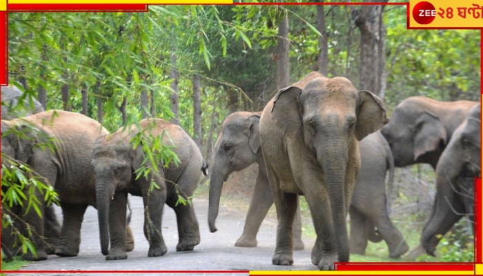 Jhargram: ফের গর্ভবতী হাতির মৃত্যু! হাতি মেলাতেও ক্ষোভ প্রকাশ ঝাড়গ্রামবাসীর...