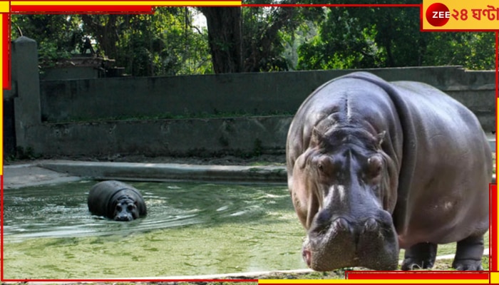 Alipore Zoological Garden: দাঁত চামড়া ভেদ করে মাথায় ঢুকে তৈরি করেছিল গভীর ক্ষত! মুখ নাড়লেই রক্ত... 