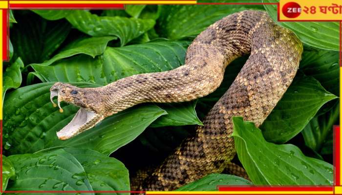 Kills Wife With Snake Venom: মারাত্মক লোভ! ইনসিয়োরেন্সের ২৫ লক্ষ পেতে স্ত্রী-র ঘরে বিষাক্ত সাপ ছাড়ল স্বামী, তারপর...