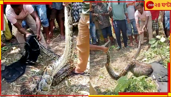 Jalpaiguri| Python: ছাগল গিলে আর নড়তে পারছিল না বিশাল অজগর, তারপর...