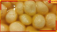 একাই 'দেড়শো'! একটি রসগোল্লাই কামাল করে দিল বাঙালির পাত...