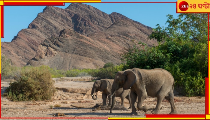 Namibia: খরায় না খেতে পেয়ে মরছে মানুষ! তাই কেটে ফেলা হচ্ছে বিপুল সংখ্যক হাতি, জিরাফ...