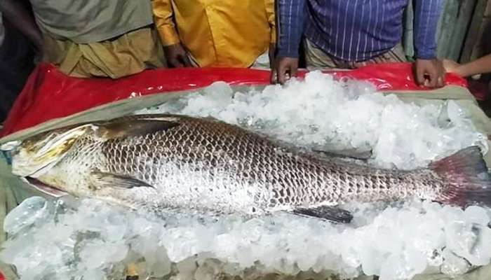 Fish: এক পিস মাছের দাম ৭ লক্ষ টাকা! হইচই পড়ে গেল বাজারে...