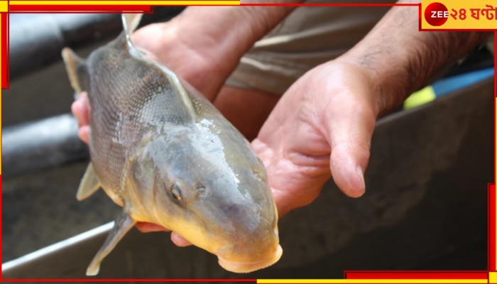 The Danger of Sucker fish: একটা মাছ ধ্বংস করে দিচ্ছে গোটা দেশকে! নজরে পড়লেই খবর দিন...